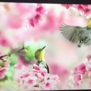 Meet your Posher, Veronica